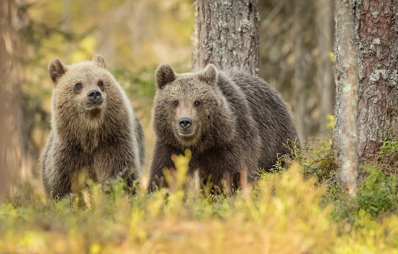 Photo wallpaper forest, grass, bear, pair, two bears