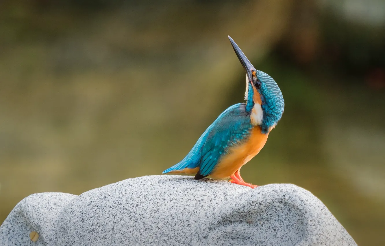 Photo wallpaper bird, stone, Kingfisher