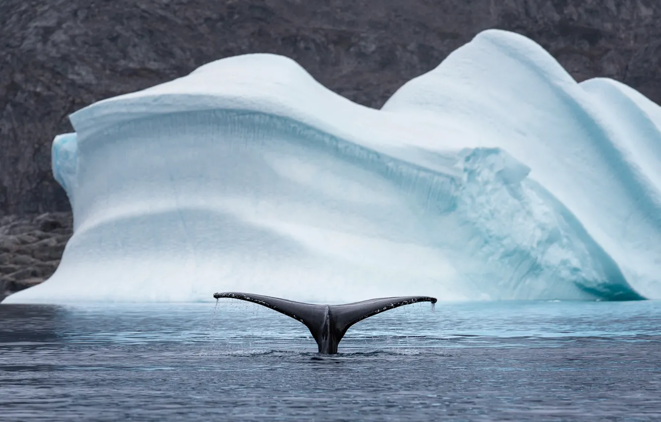 Photo wallpaper ice, sea, kit
