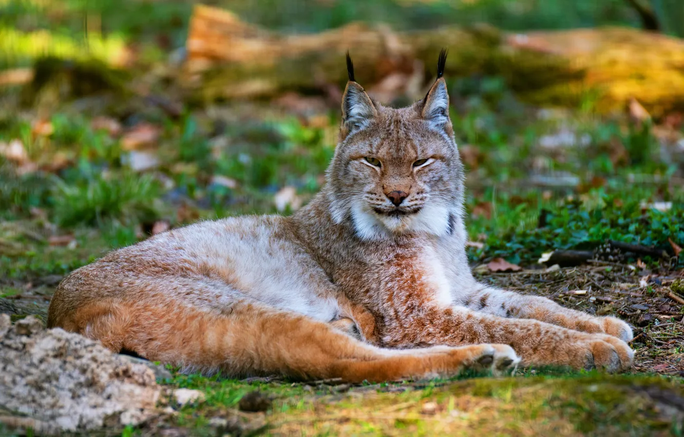 Photo wallpaper cat, grass, look, face, nature, background, paws, lies