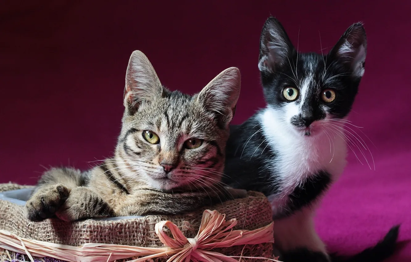Photo wallpaper box, posing, kittens