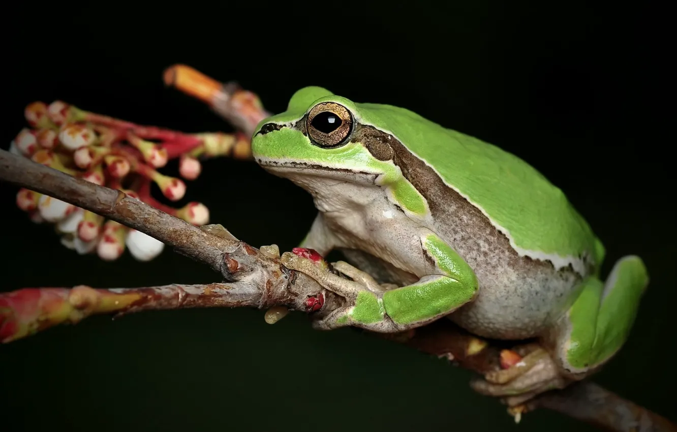 Photo wallpaper green, frog, black background