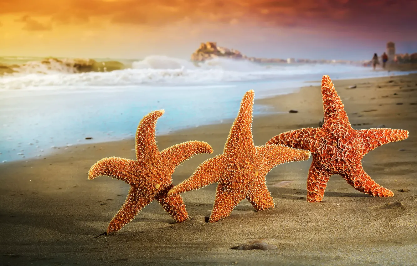Photo wallpaper sand, sea, beach, summer, stars