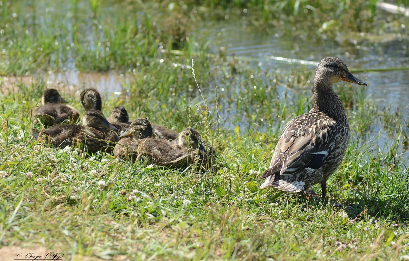 Photo wallpaper nature, duck, ducklings, rest