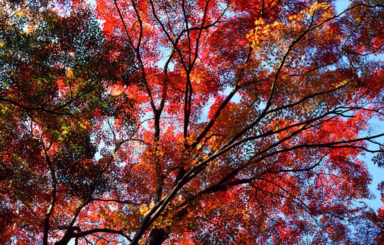 Photo wallpaper autumn, the sky, leaves, trees, the crimson