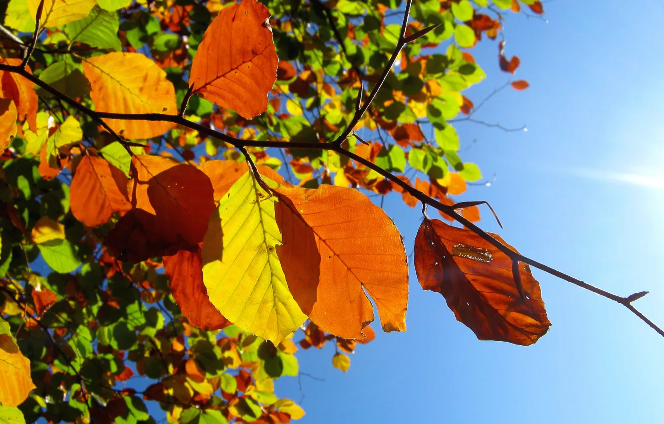 Photo wallpaper autumn, the sky, leaves