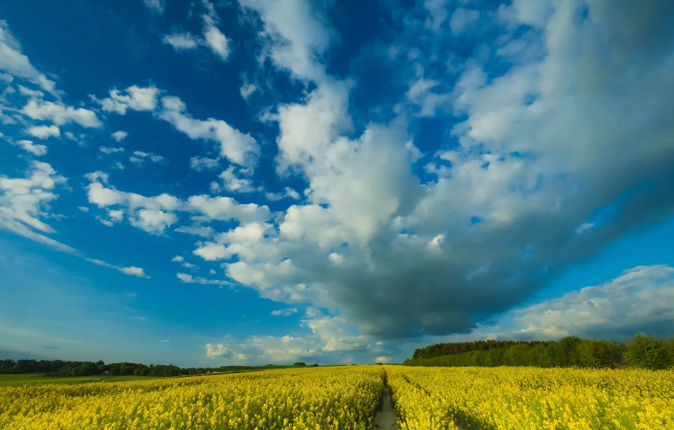 Photo wallpaper road, field, forest, summer, the sky, clouds, flowers, blue