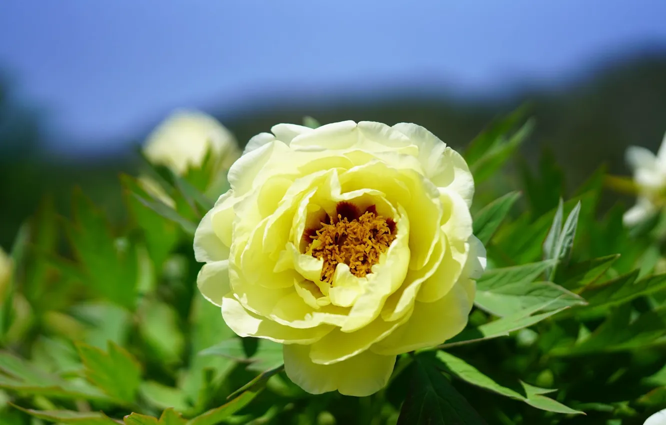 Photo wallpaper leaves, flowers, yellow, peonies
