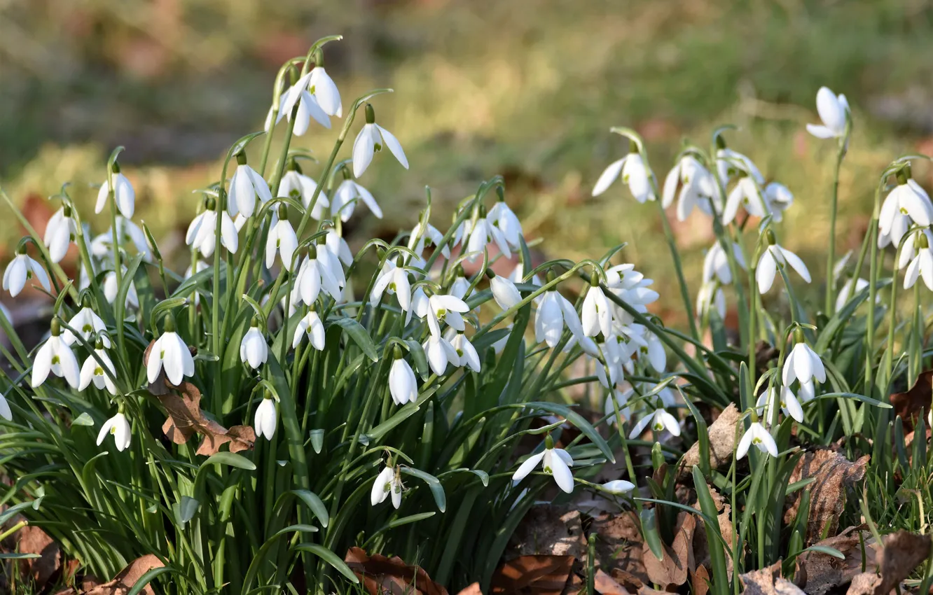 Photo wallpaper background, plant, snowdrops