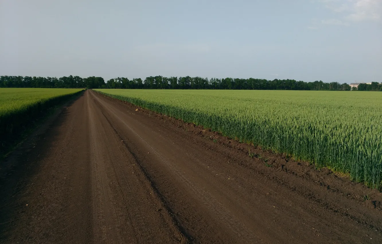 Photo wallpaper road, field, primer, wheat rye