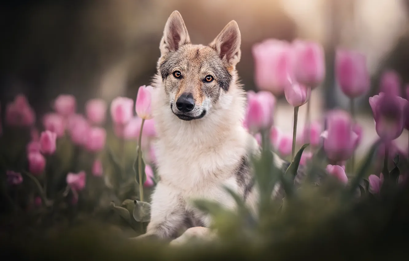 Photo wallpaper flowers, nature, animal, dog, spring, tulips, dog
