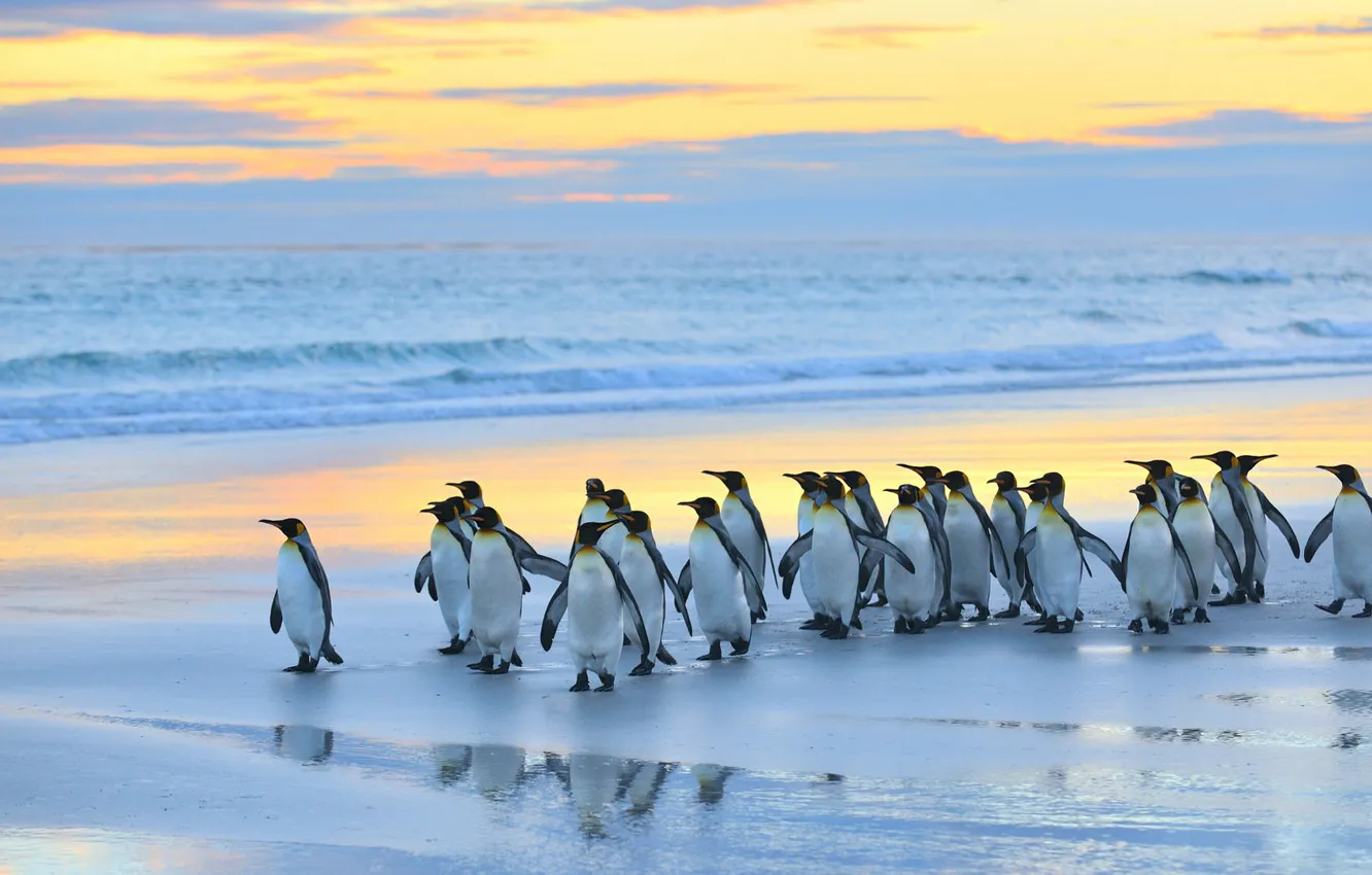 Photo wallpaper sea, sunset, bird, shore, penguins