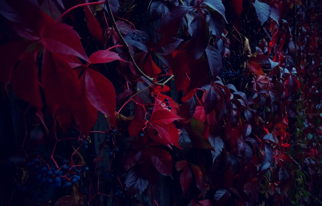 Photo wallpaper the fence, grapes, fence, grapes, purple leaves, Purple leaves