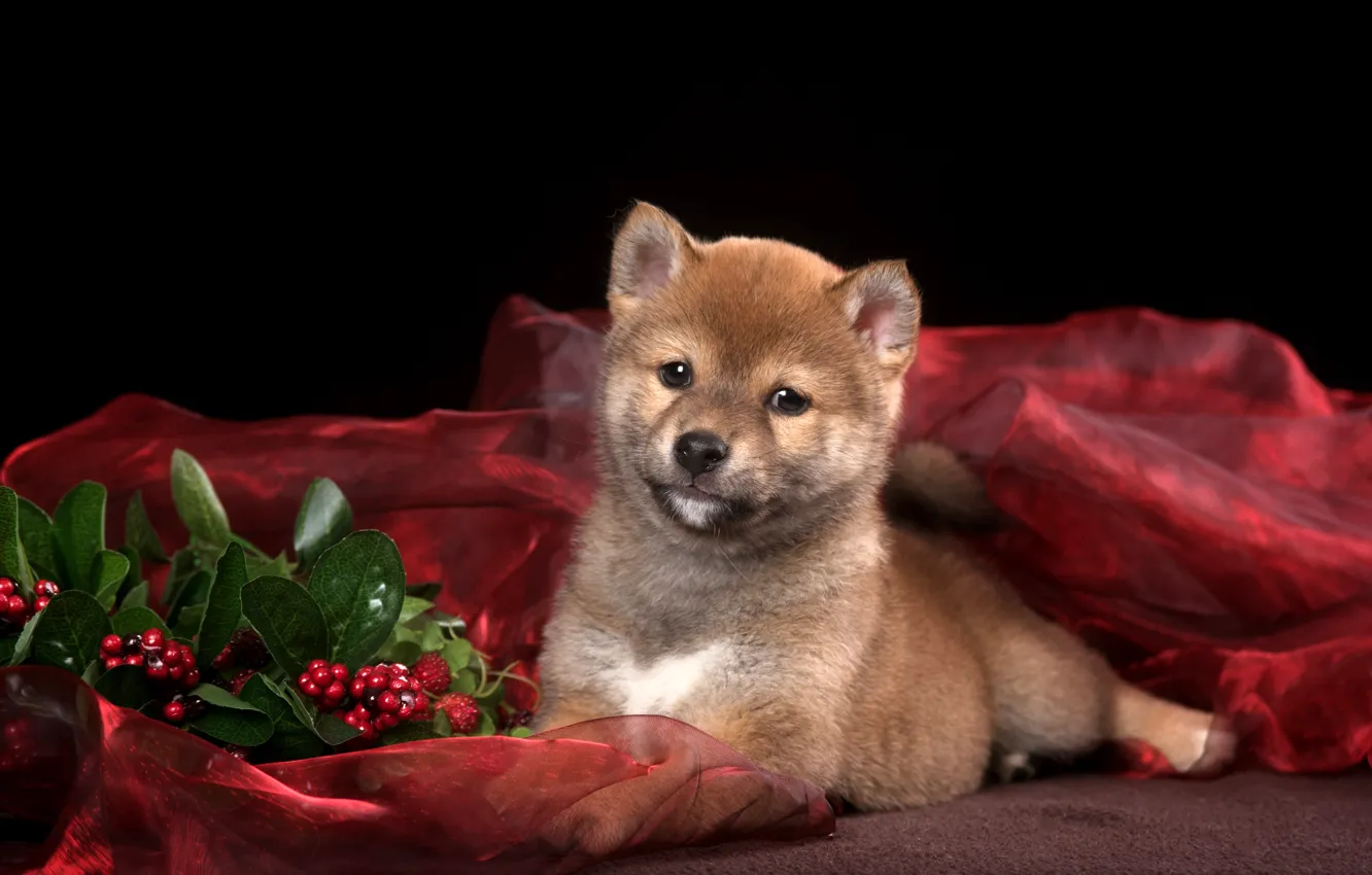 Photo wallpaper leaves, berries, muzzle, puppy, fabric, lies, black background, red