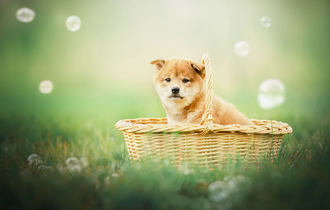 Photo wallpaper background, basket, dog, bubbles, puppy, Shiba inu