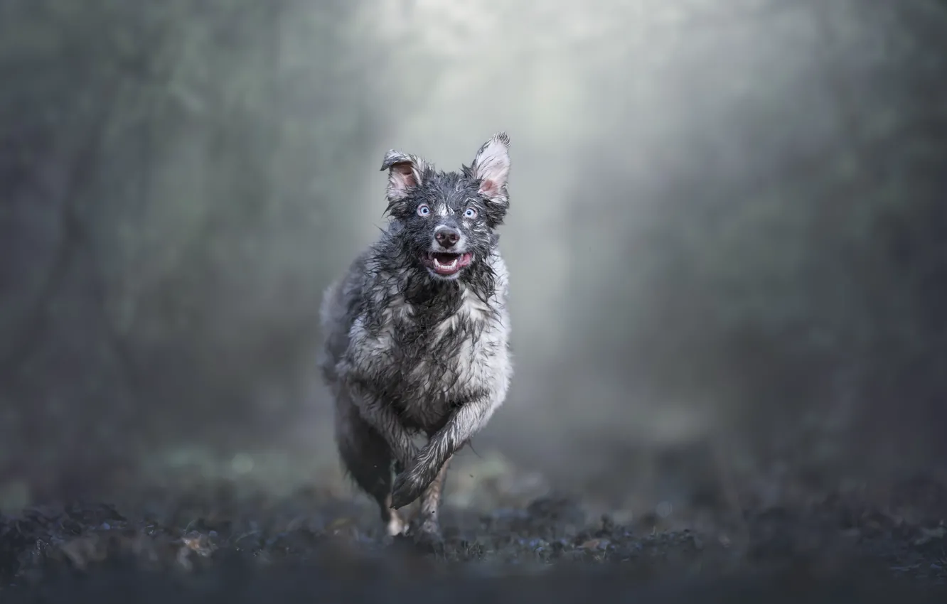 Photo wallpaper look, dog, blur, running