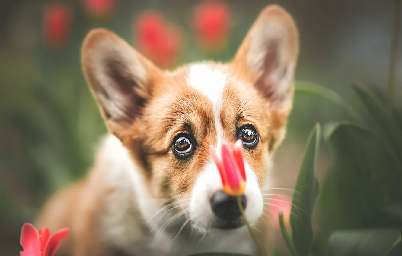 Photo wallpaper dog, tulips, Corgi