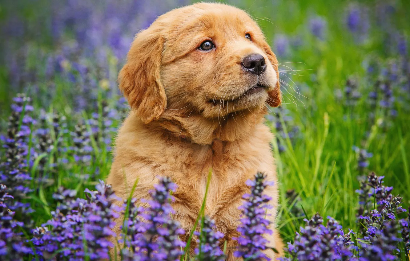 Photo wallpaper look, flowers, glade, dog, puppy, face, sitting, Labrador