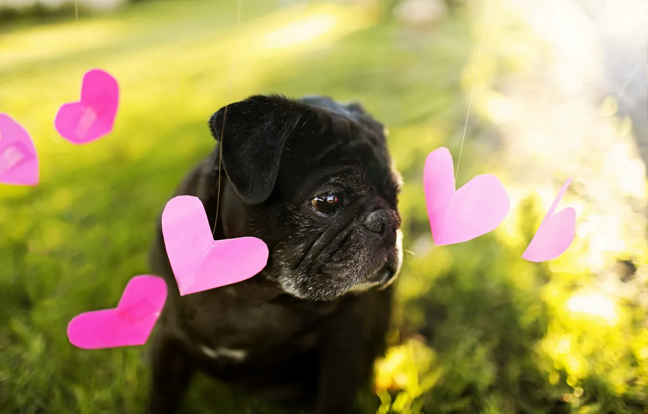 Photo wallpaper background, heart, dog
