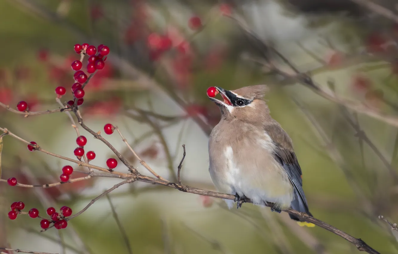 Photo wallpaper branches, berries, bird, fruit, lunch, bokeh, the Waxwing