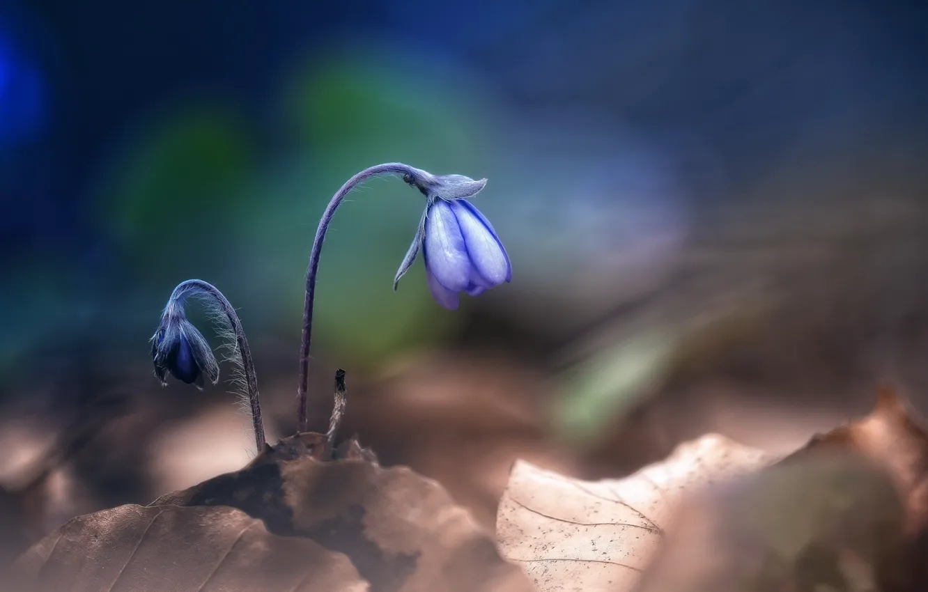 Photo wallpaper flowers, nature, spring