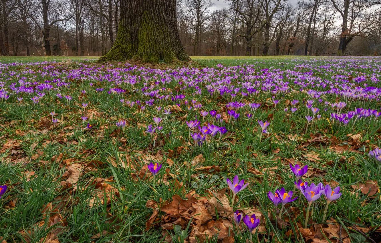 Photo wallpaper flowers, glade, spring, crocuses