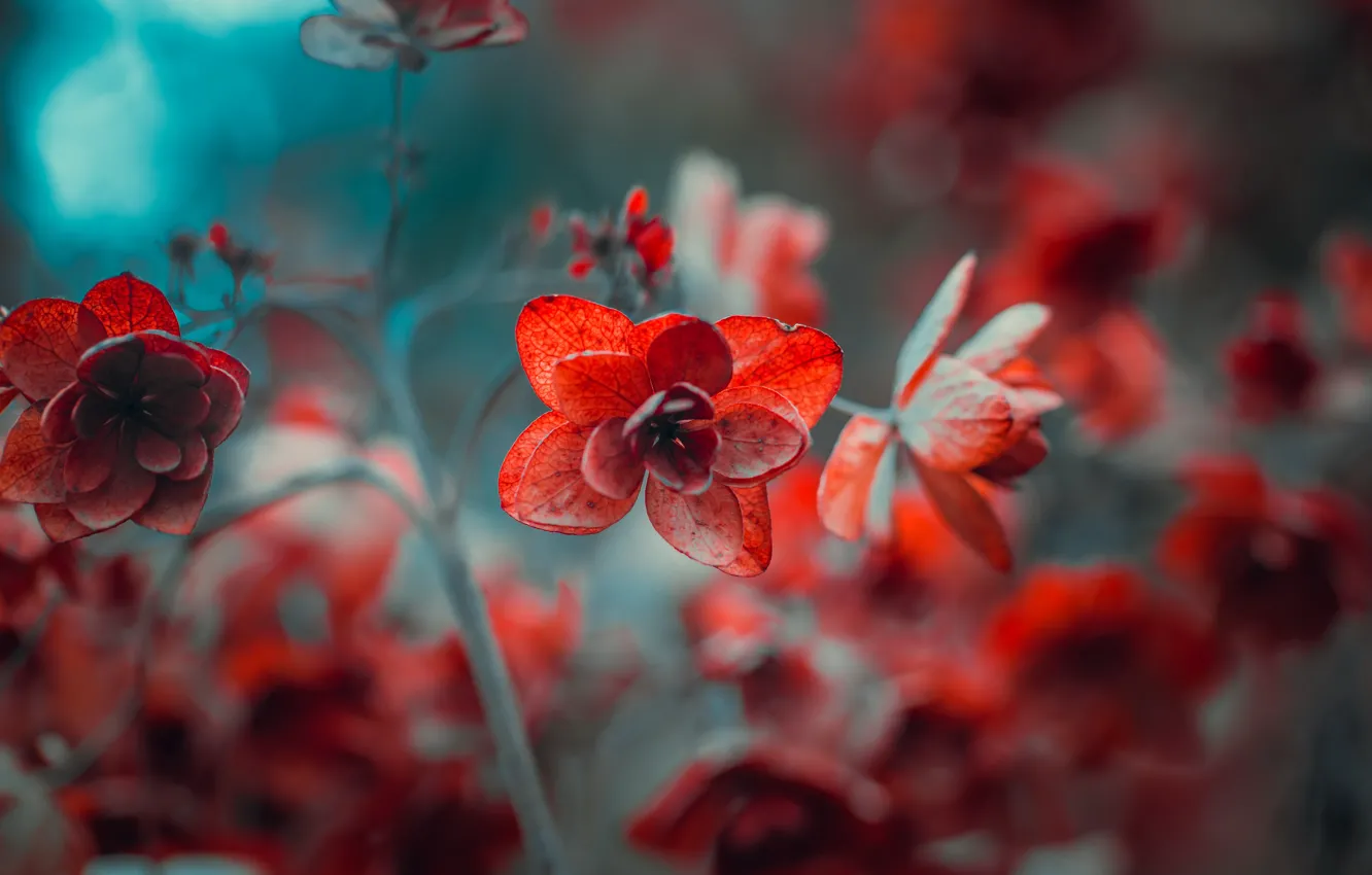 Photo wallpaper flowers, nature, background