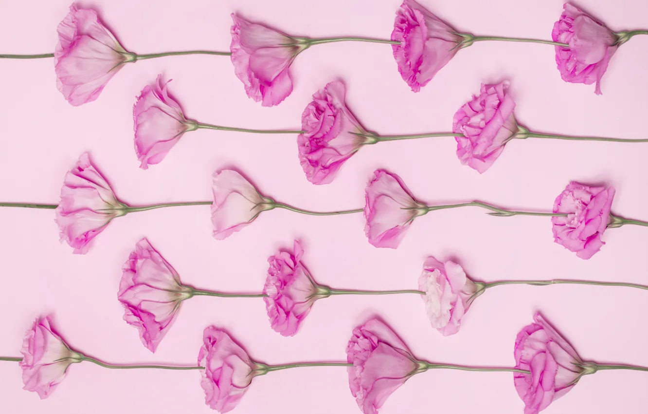 Photo wallpaper flowers, pink, pink background, pink, flowers, eustoma, eustoma