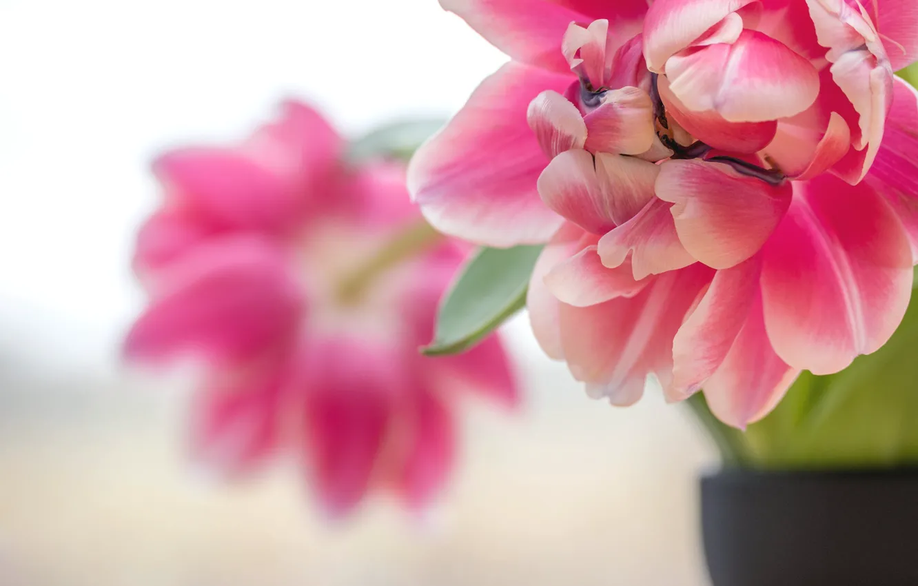 Photo wallpaper macro, flowers, bouquet, blur, spring, tulips, pink, light background