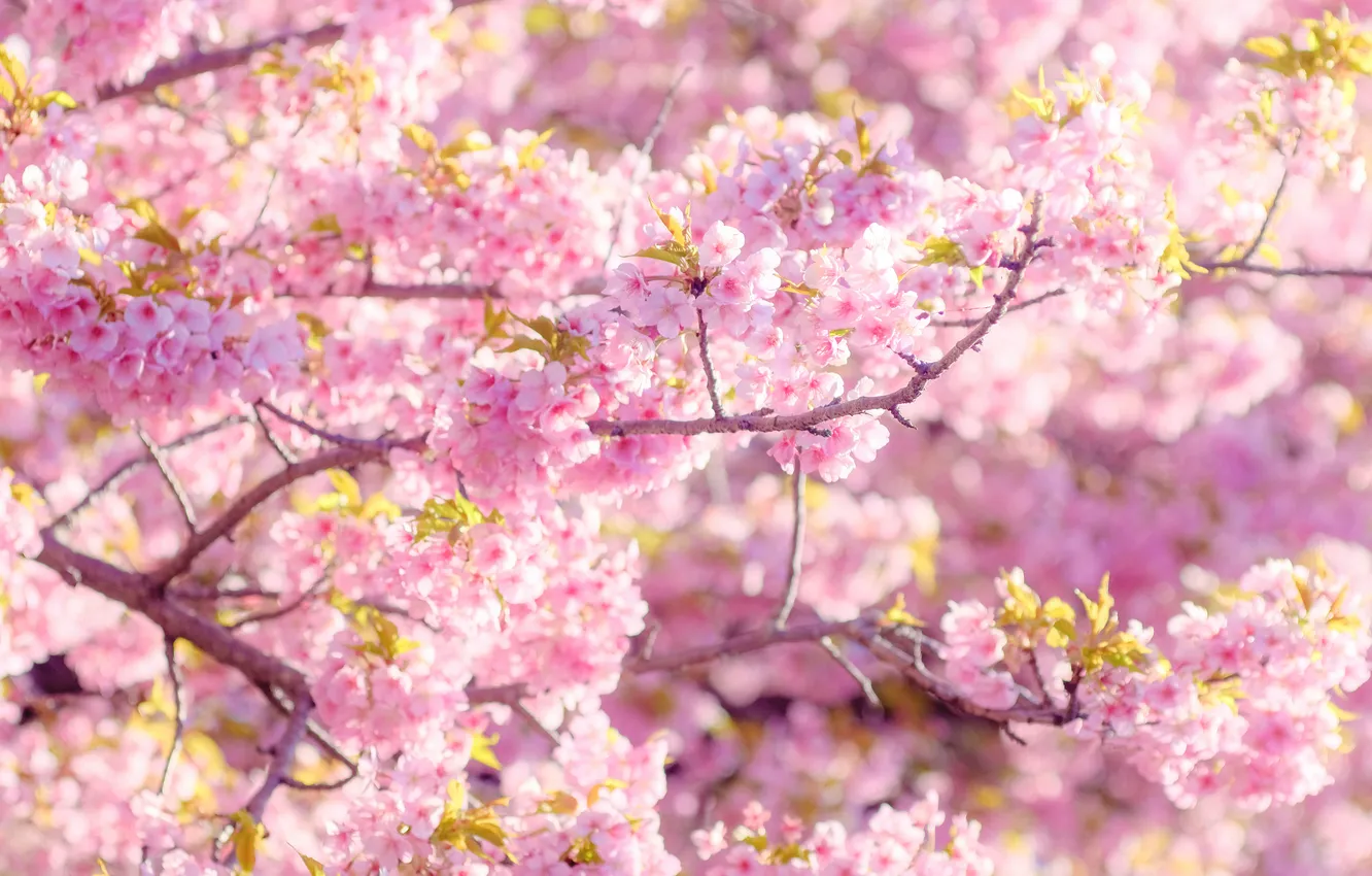 Photo wallpaper light, flowers, branches, cherry, tree, Bush, spring, garden