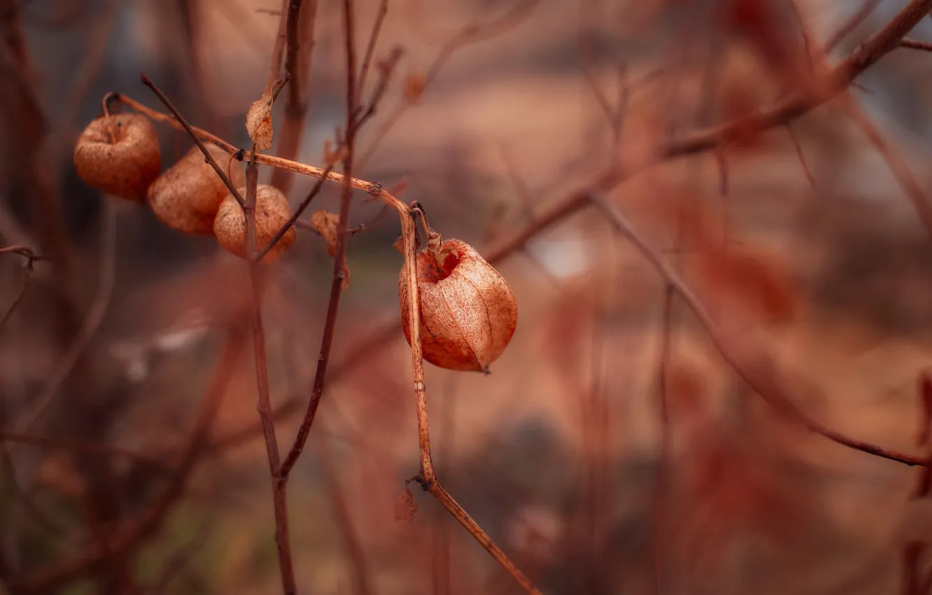 Photo wallpaper flowers, branches, spring, physalis