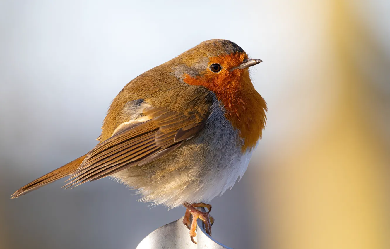 Photo wallpaper close-up, bird, blurred background, Robin