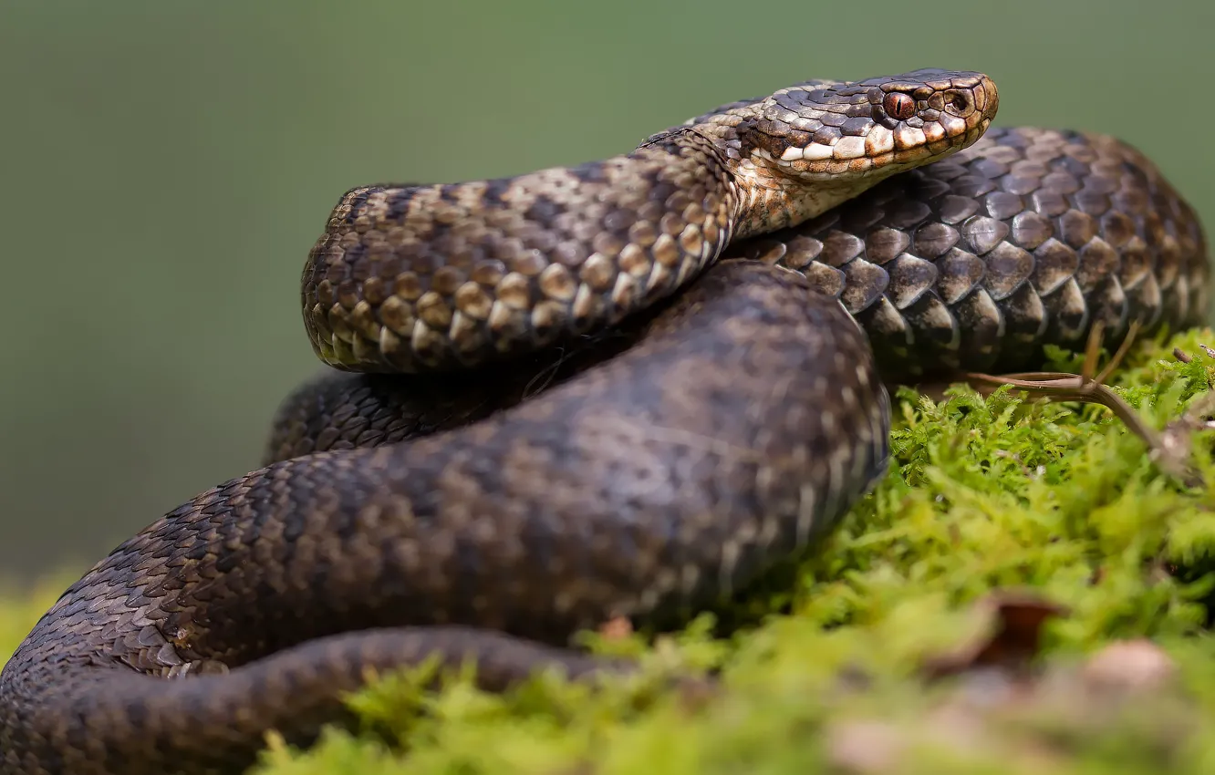 Photo wallpaper grass, look, background, snake, curled
