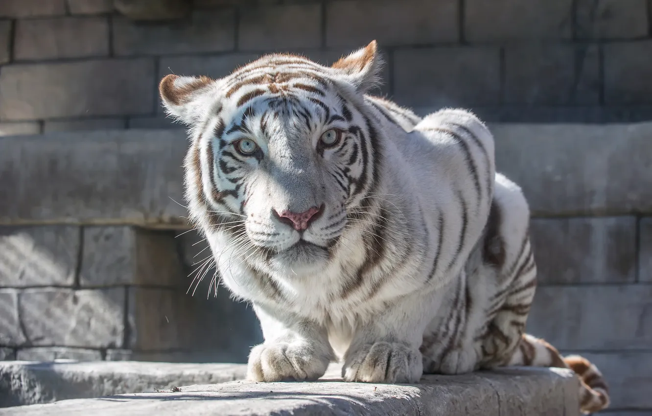 Photo wallpaper cat, look, stones, white tiger