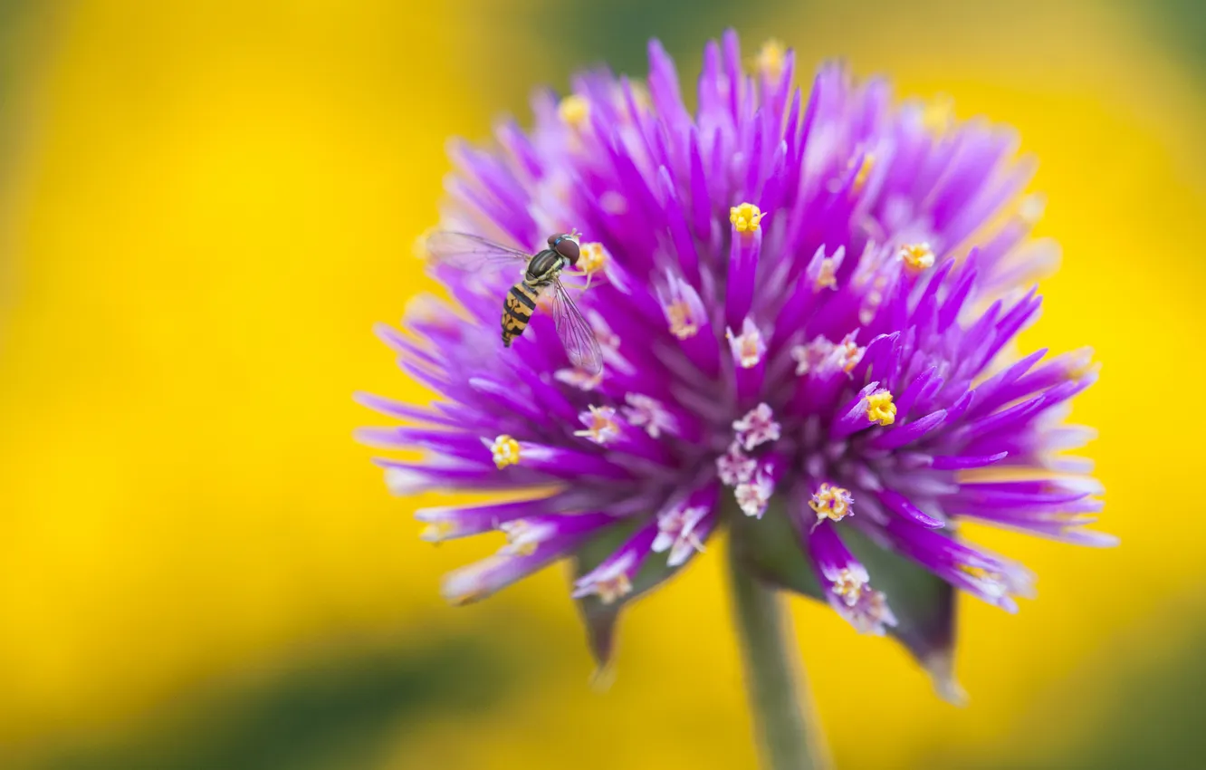 Photo wallpaper flowers, nature, paint, petals, insect