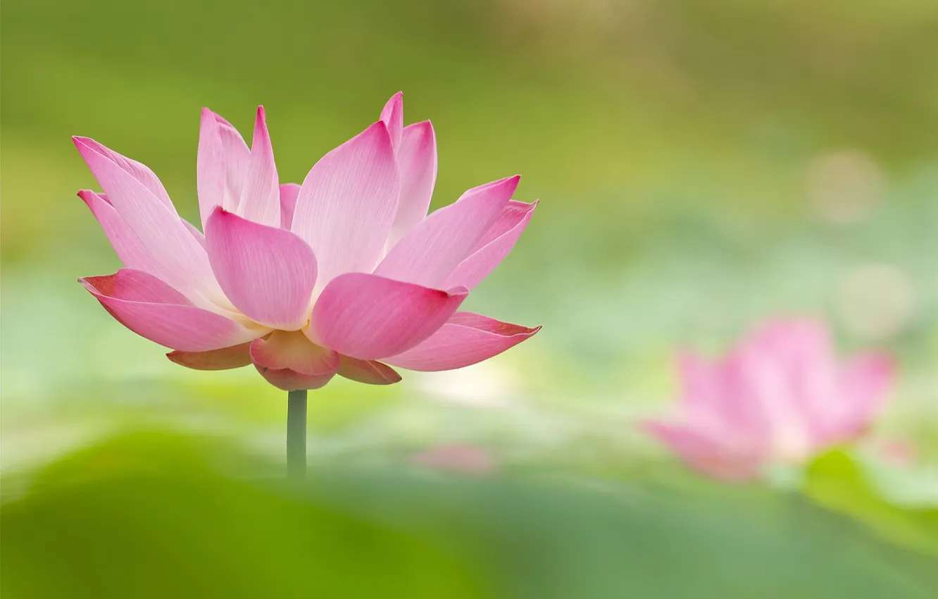 Photo wallpaper flowers, nature, petals, Lotus