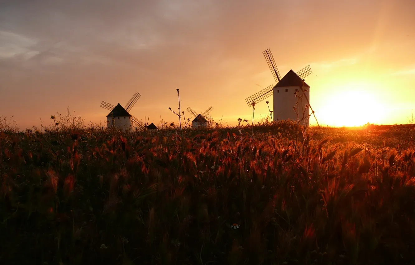 Photo wallpaper field, the sky, grass, sunset, horizon, spikelets, mill, blades
