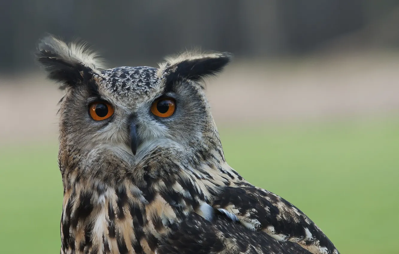 Photo wallpaper bird, head, owl, tail