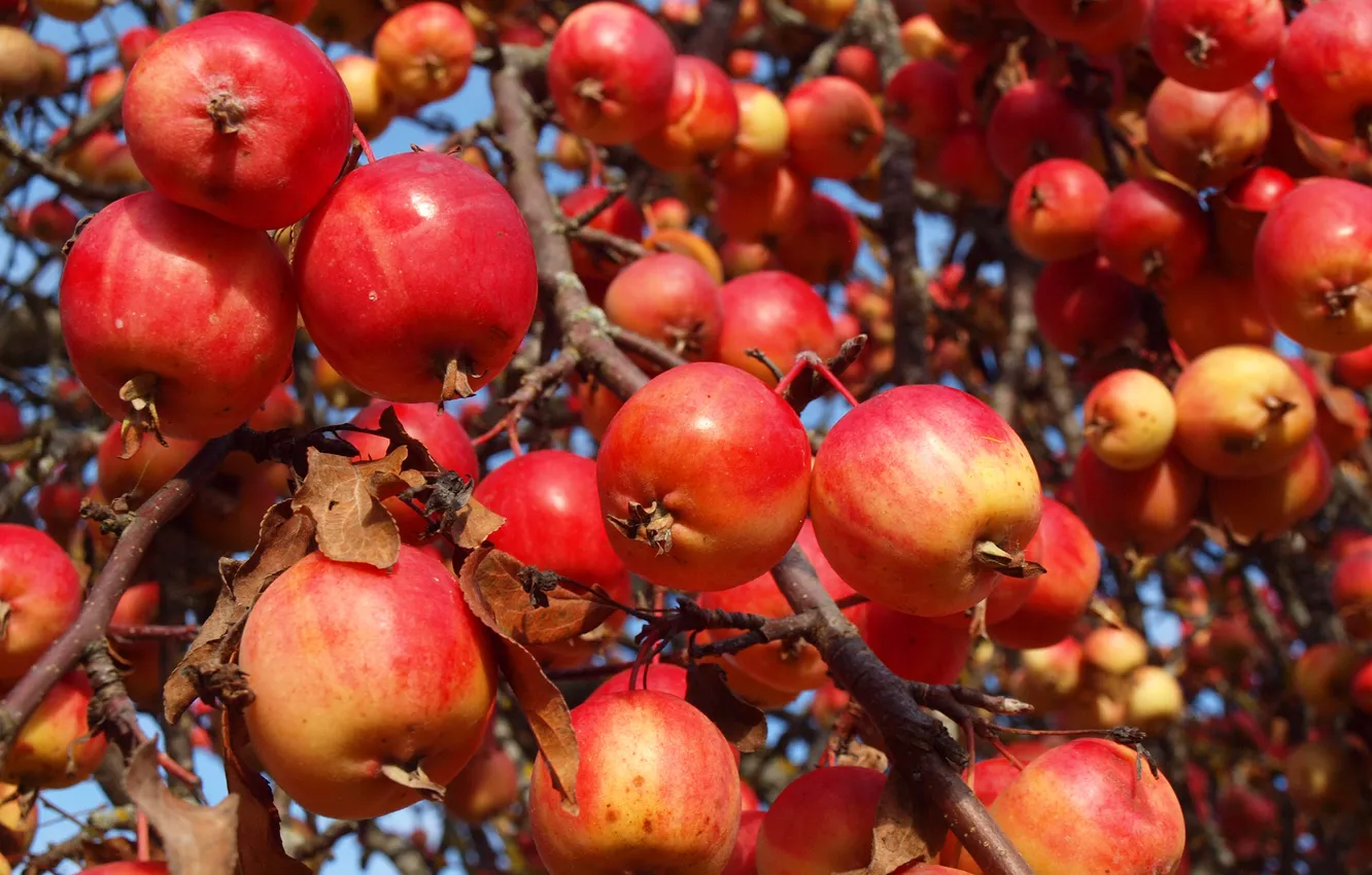Photo wallpaper trees, nature, apples, garden, harvest