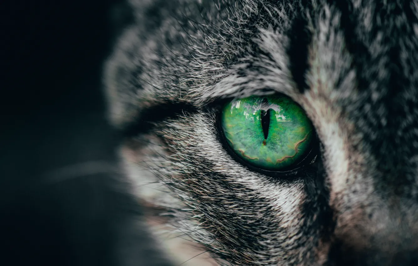 Photo wallpaper green, cat, macro, cats, eye, look, closeup, striking
