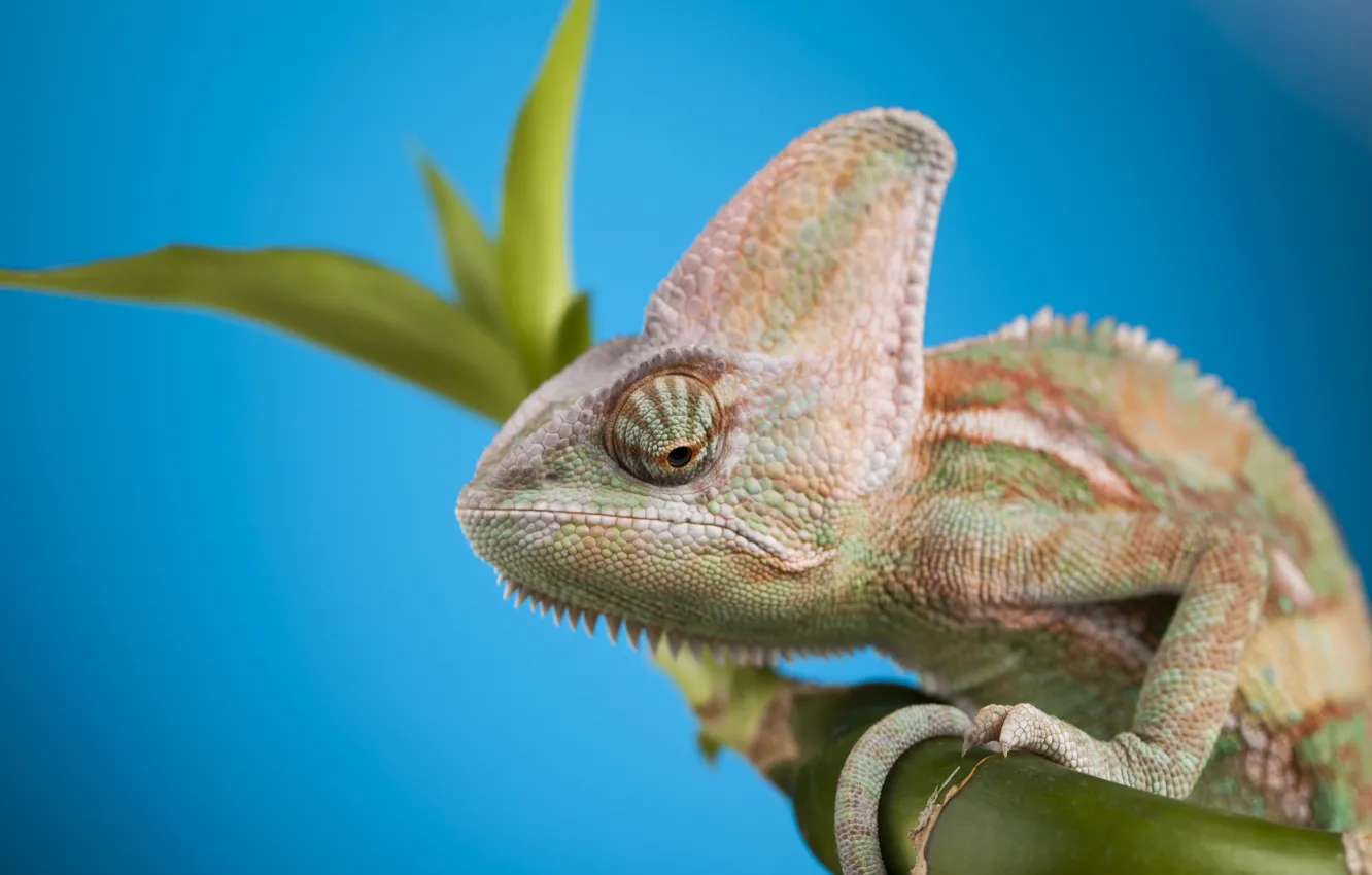 Photo wallpaper head, reptile, Chameleon, scales
