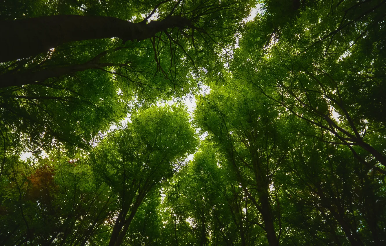 Photo wallpaper trees, greens, branches, the sky
