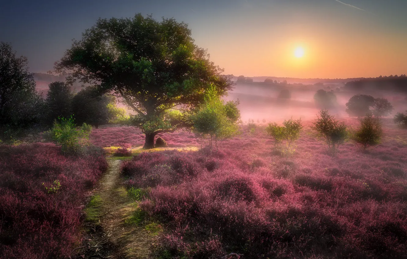 Photo wallpaper field, summer, the sky, the sun, light, trees, flowers, fog