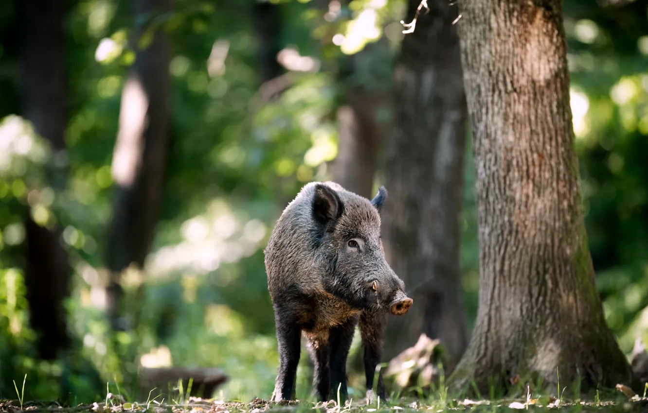 Photo wallpaper forest, face, trees, Park, walk, boar, bokeh