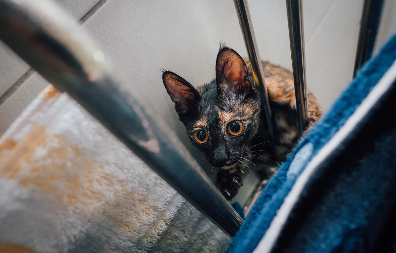 Photo wallpaper eyes, look, cat