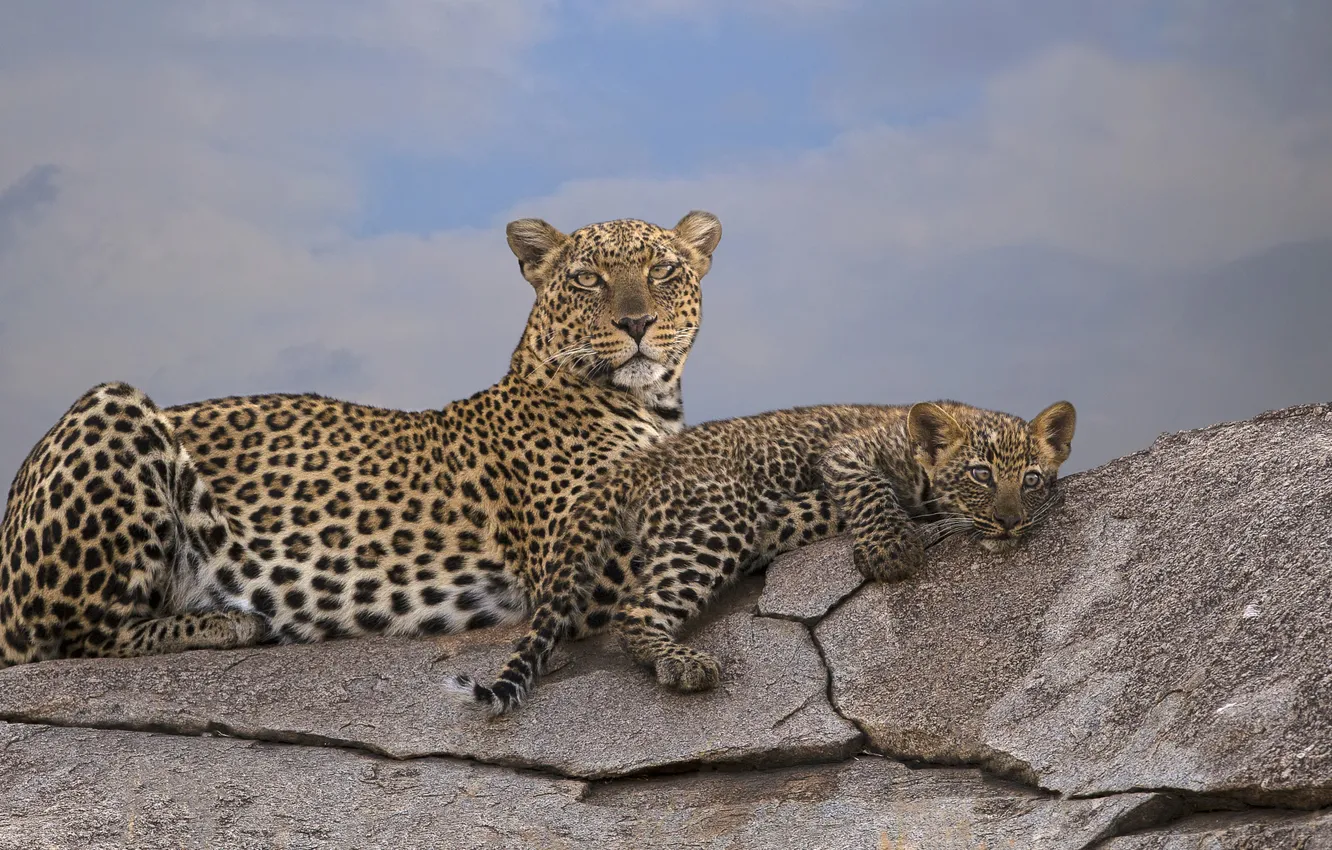 Photo wallpaper look, face, stones, leopard, lies, cub, mother