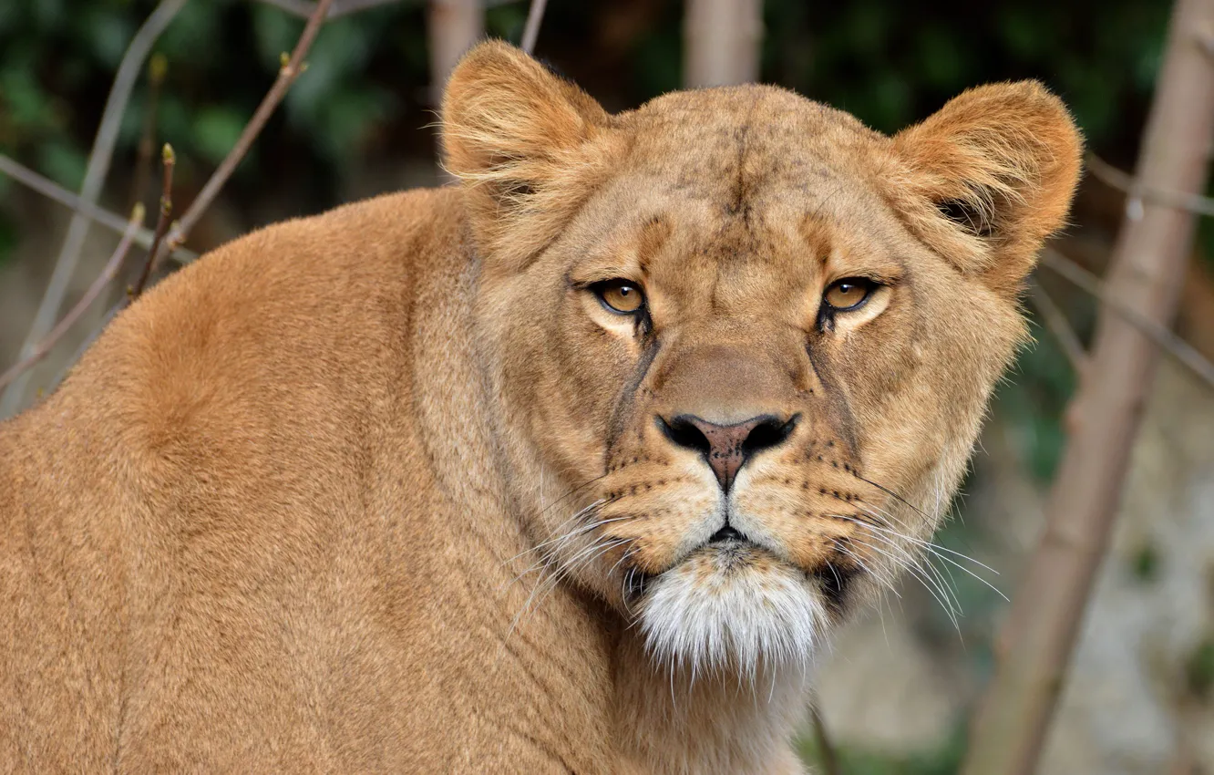 Photo wallpaper cat, look, face, branches, background, portrait, wild cats, lioness