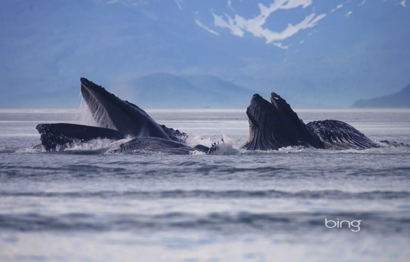 Photo wallpaper sea, landscape, Alaska, USA, Alaska, Lynn Canal, humpback whales