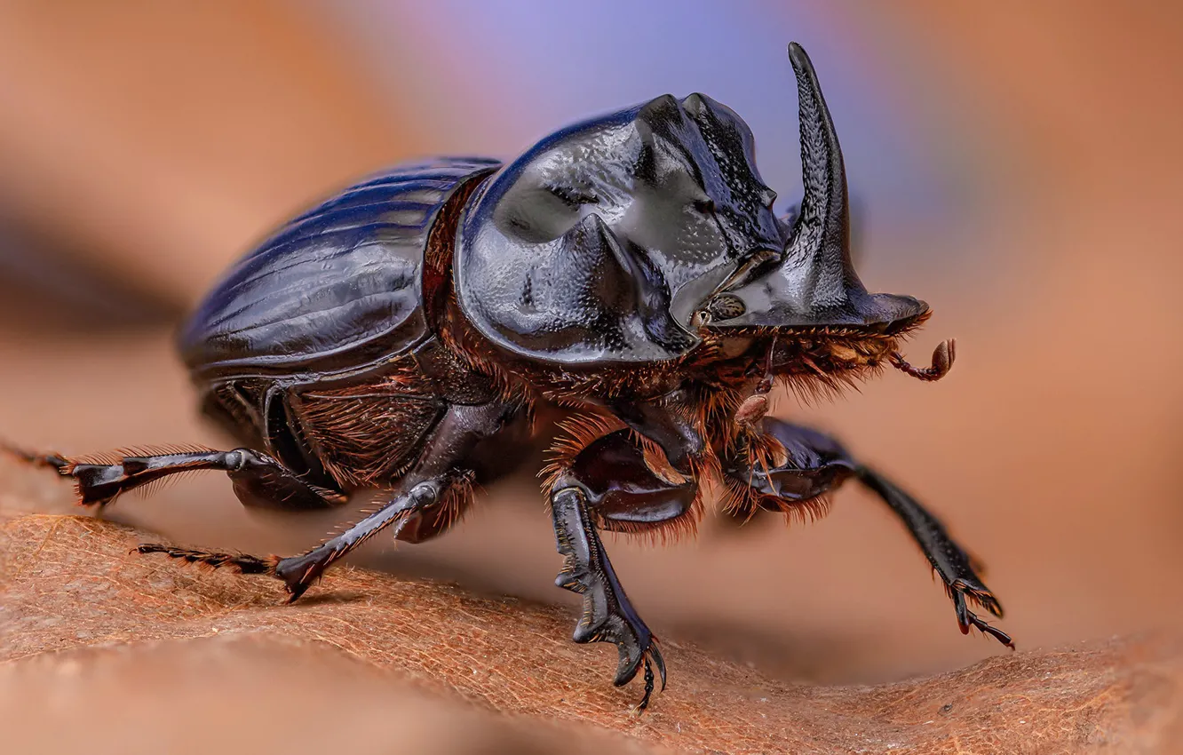 Photo wallpaper macro, beetle, insect, blurred background, rhinoceros beetle