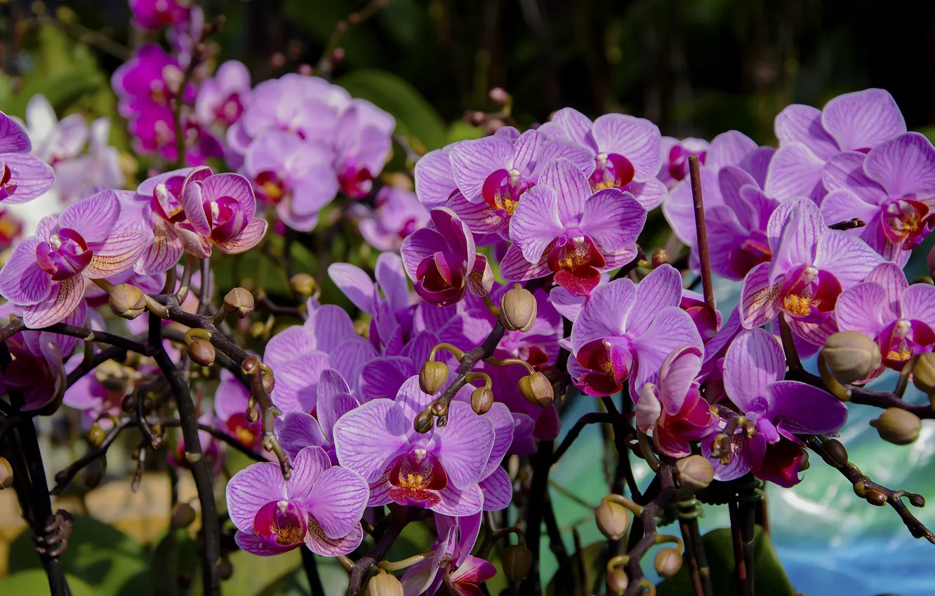 Photo wallpaper flowers, petals, flowering, Orchid
